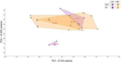 Respiratory Dysbiosis in Canine Bacterial Pneumonia: Standard Culture vs. Microbiome Sequencing